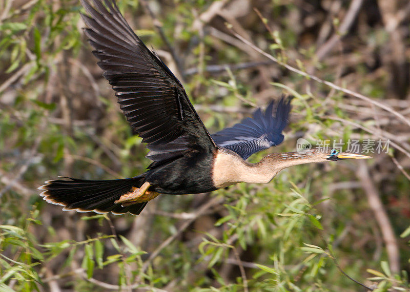 Anhinga -女性，在飞行